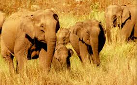 Rajaji National Park