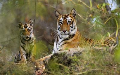 Gaumukh Tapovan Trekking Tour