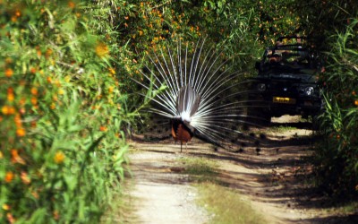 Rishikesh Tribal Villages Tour 